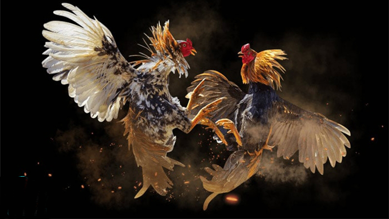 Các trận đá gà đầy hấp dẫn của BJ88