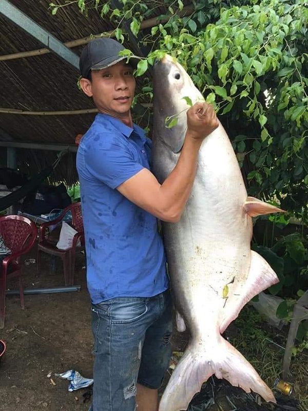 Mơ thấy con cá điềm gì?