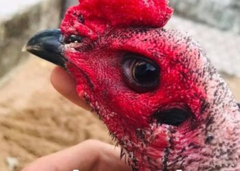 Gà Mắt Chuột Là Gì Đá Có Hay Không?