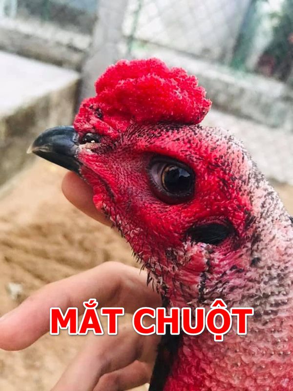 Gà chọi mắt chuột đẹp