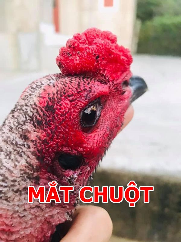 Gà chọi mắt chuột đẹp