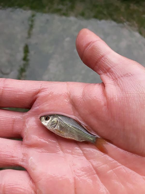 Mơ thấy con cá đánh con bao nhiêu?